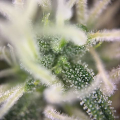 Sweet ZZ growlog timeline photo