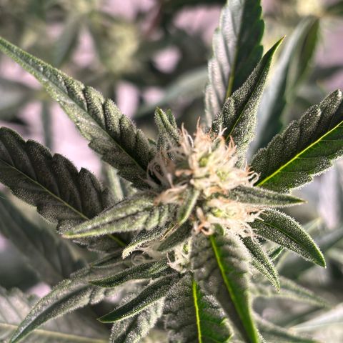 Sweet ZZ growlog timeline photo
