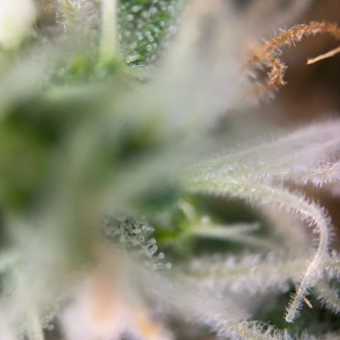 Sweet ZZ growlog timeline photo
