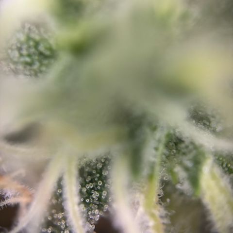 Sweet ZZ growlog timeline photo
