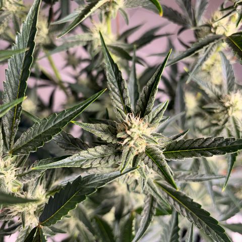 Sweet ZZ growlog timeline photo