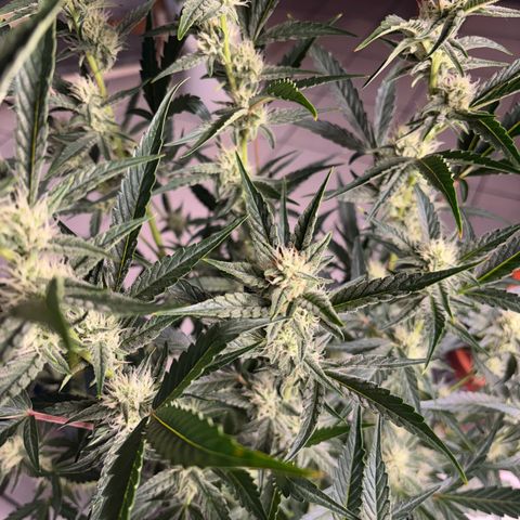 Sweet ZZ growlog timeline photo