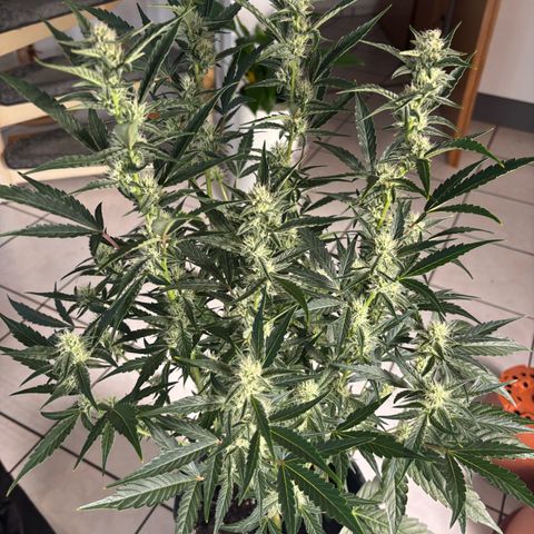 Sweet ZZ growlog timeline photo