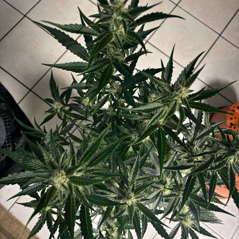 Sweet ZZ growlog timeline photo