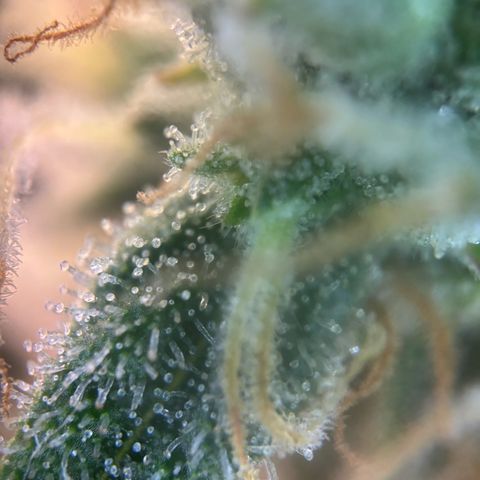 Sweet ZZ growlog timeline photo