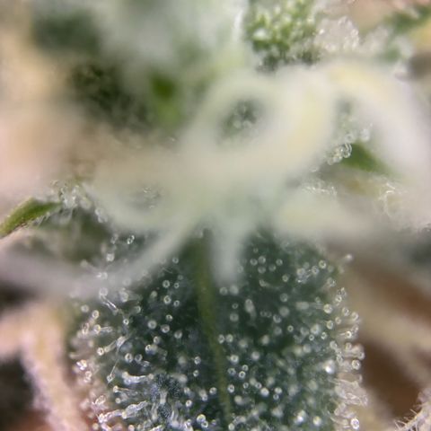 Sweet ZZ growlog timeline photo