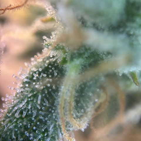 Sweet ZZ growlog timeline photo
