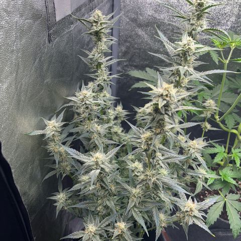 Sweet ZZ growlog timeline photo
