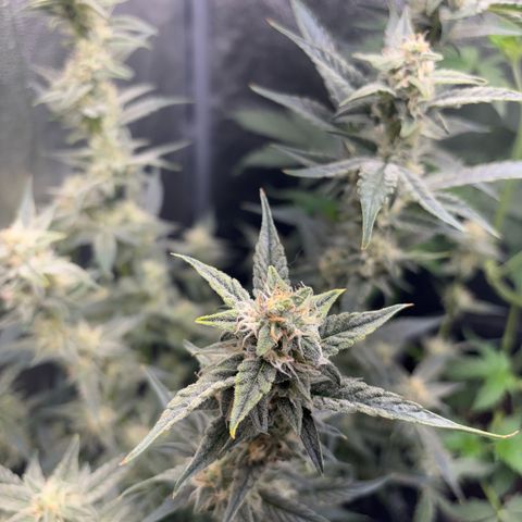 Sweet ZZ growlog timeline photo