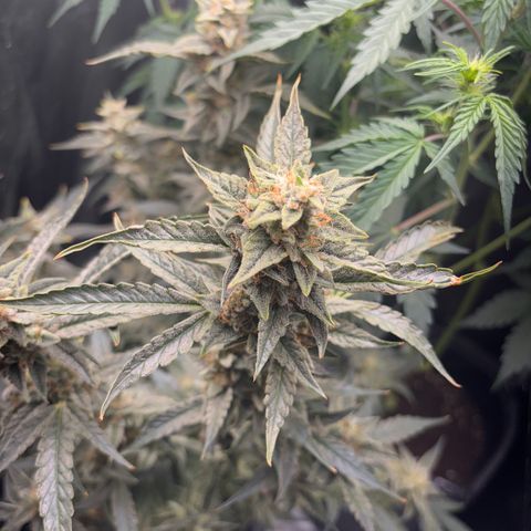 Sweet ZZ growlog timeline photo