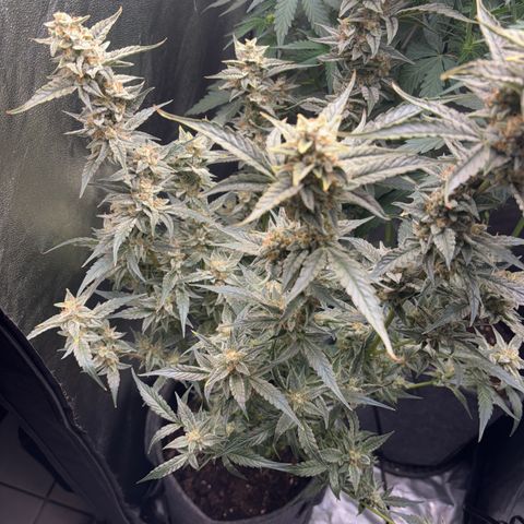 Sweet ZZ growlog timeline photo