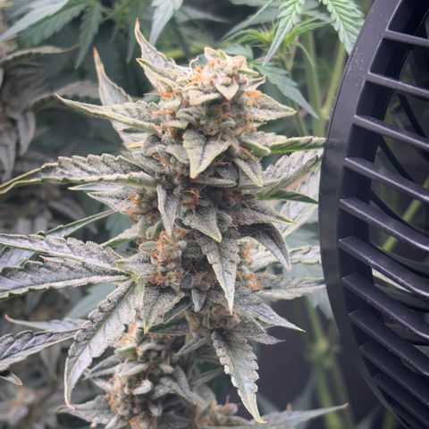 Sweet ZZ growlog timeline photo