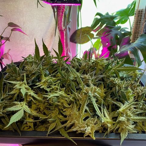 Sweet ZZ growlog timeline photo