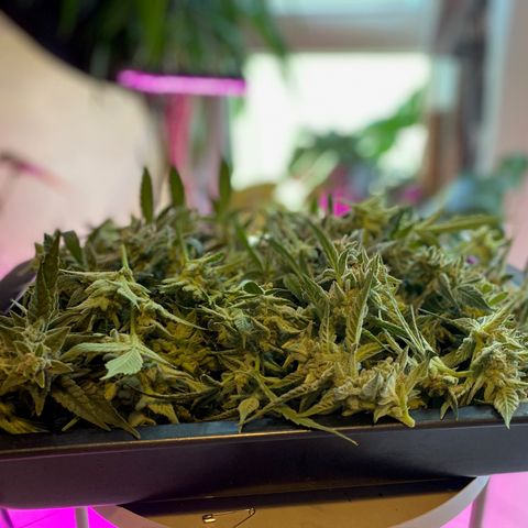 Sweet ZZ growlog timeline photo