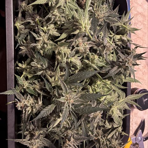 Sweet ZZ growlog timeline photo