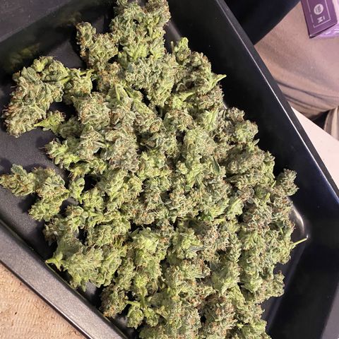 Sweet ZZ growlog timeline photo