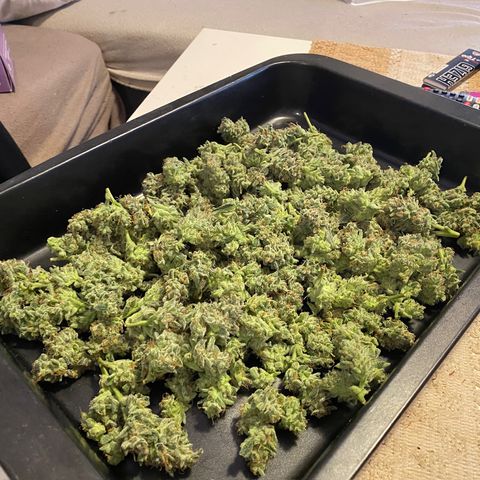 Sweet ZZ growlog timeline photo