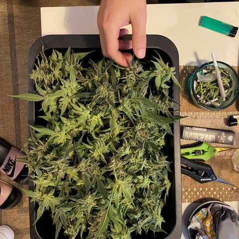 Sweet ZZ growlog timeline photo
