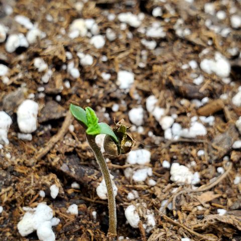Blue Haze #1 growlog timeline photo
