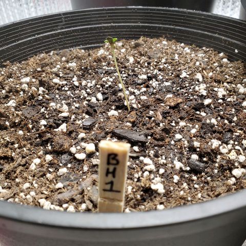 Blue Haze #1 growlog timeline photo