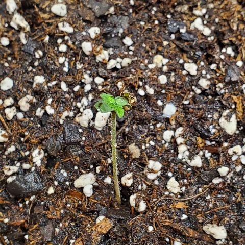 Blue Haze #1 growlog timeline photo