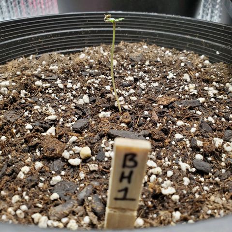 Blue Haze #1 growlog timeline photo