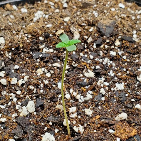 Blue Haze #1 growlog timeline photo