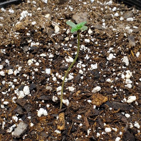 Blue Haze #1 growlog timeline photo