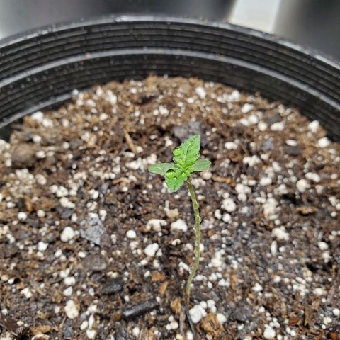 Blue Haze #1 growlog timeline photo