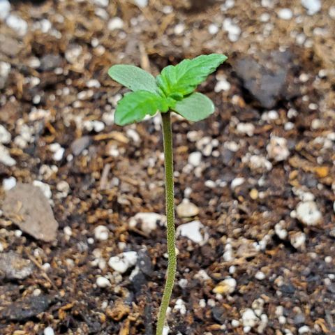 Blue Haze #1 growlog timeline photo