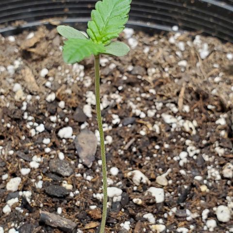 Blue Haze #1 growlog timeline photo