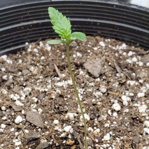 Blue Haze #1 growlog timeline photo