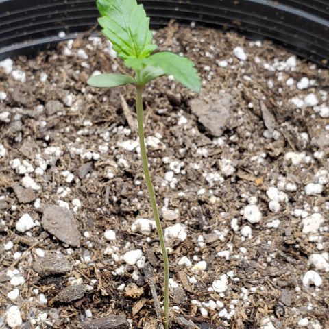 Blue Haze #1 growlog timeline photo