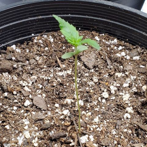 Blue Haze #1 growlog timeline photo