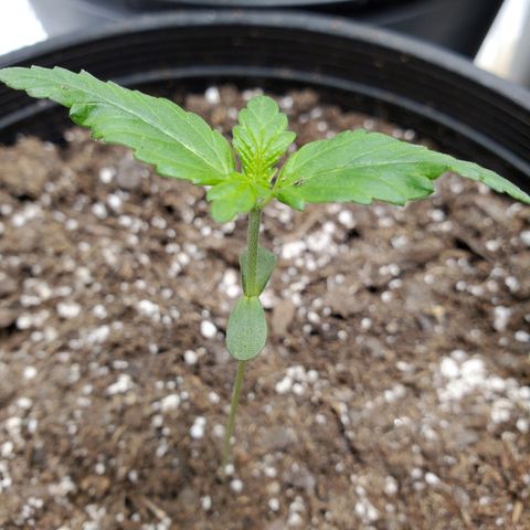 Blue Haze #1 growlog timeline photo