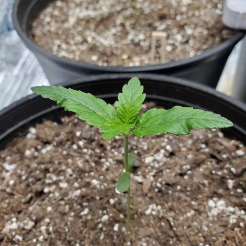 Blue Haze #1 growlog timeline photo