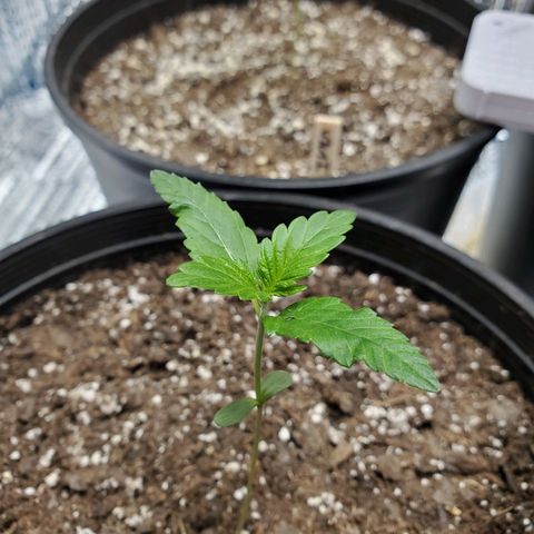 Blue Haze #1 growlog timeline photo