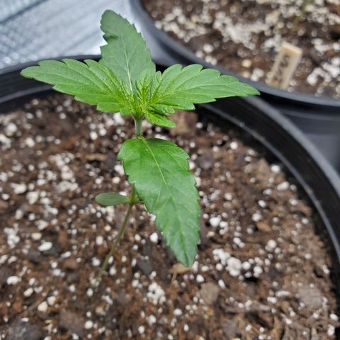 Blue Haze #1 growlog timeline photo