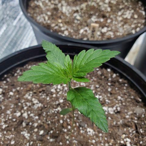 Blue Haze #1 growlog timeline photo