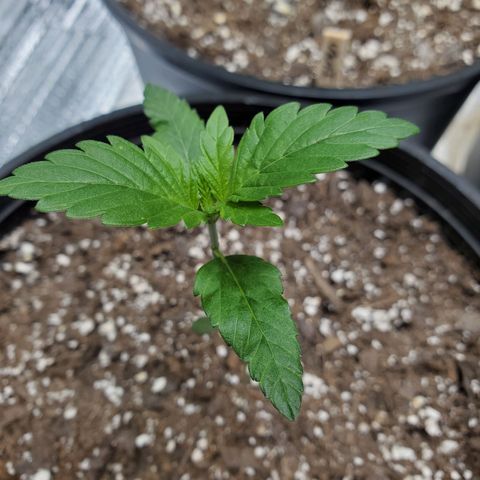Blue Haze #1 growlog timeline photo