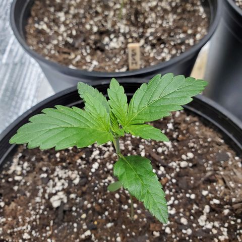 Blue Haze #1 growlog timeline photo