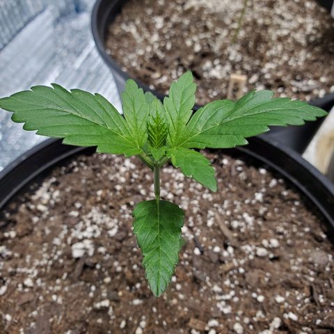 Blue Haze #1 growlog timeline photo
