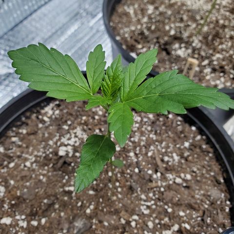 Blue Haze #1 growlog timeline photo