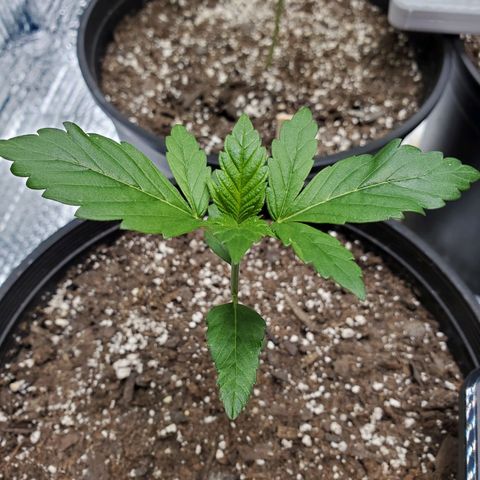 Blue Haze #1 growlog timeline photo