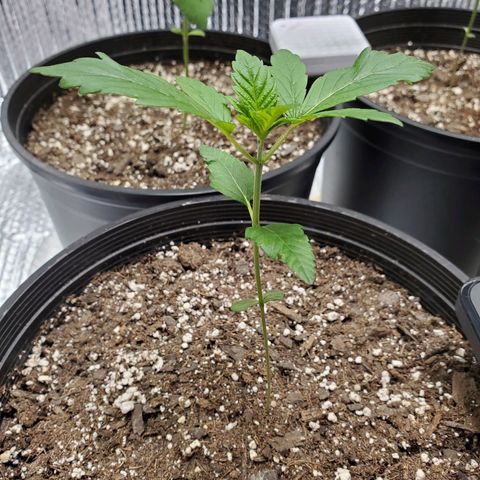 Blue Haze #1 growlog timeline photo