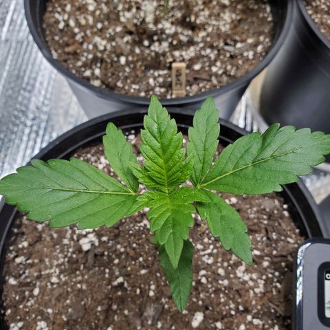 Blue Haze #1 growlog timeline photo