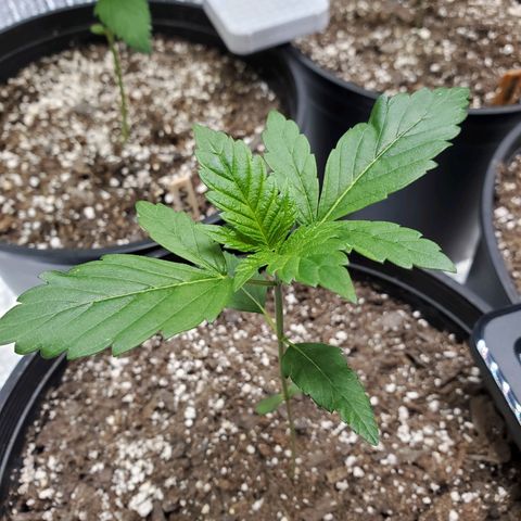 Blue Haze #1 growlog timeline photo