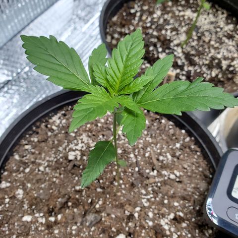 Blue Haze #1 growlog timeline photo