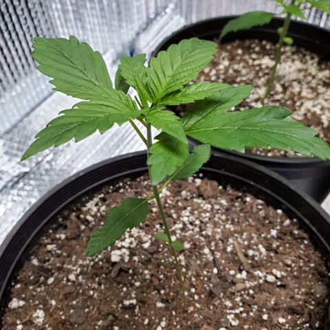 Blue Haze #1 growlog timeline photo