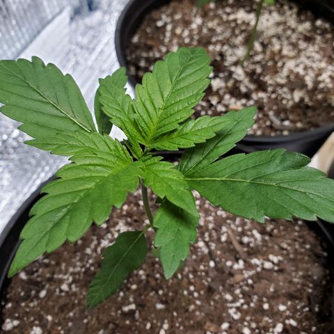 Blue Haze #1 growlog timeline photo
